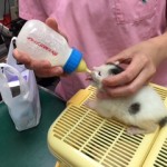 201508仔猫