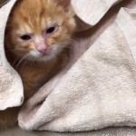 20160815仔猫