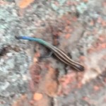 20170805カナチョロ