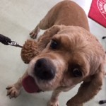 20170817モップ