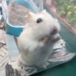 20170805ハムマロン