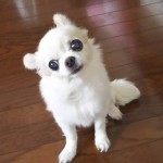 斜頚ぴっぴ20170914