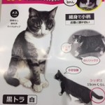 20170918猫探し