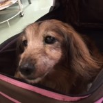 20171007はなこ
