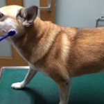 201912歯ブラシ外来